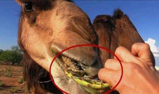 吃仙人掌不觉得扎嘴